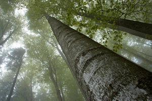 The towering trees in the forest are out of sight from below.（森林里的参天大树从底下一眼望不到头。）（小图使用版）.jpg